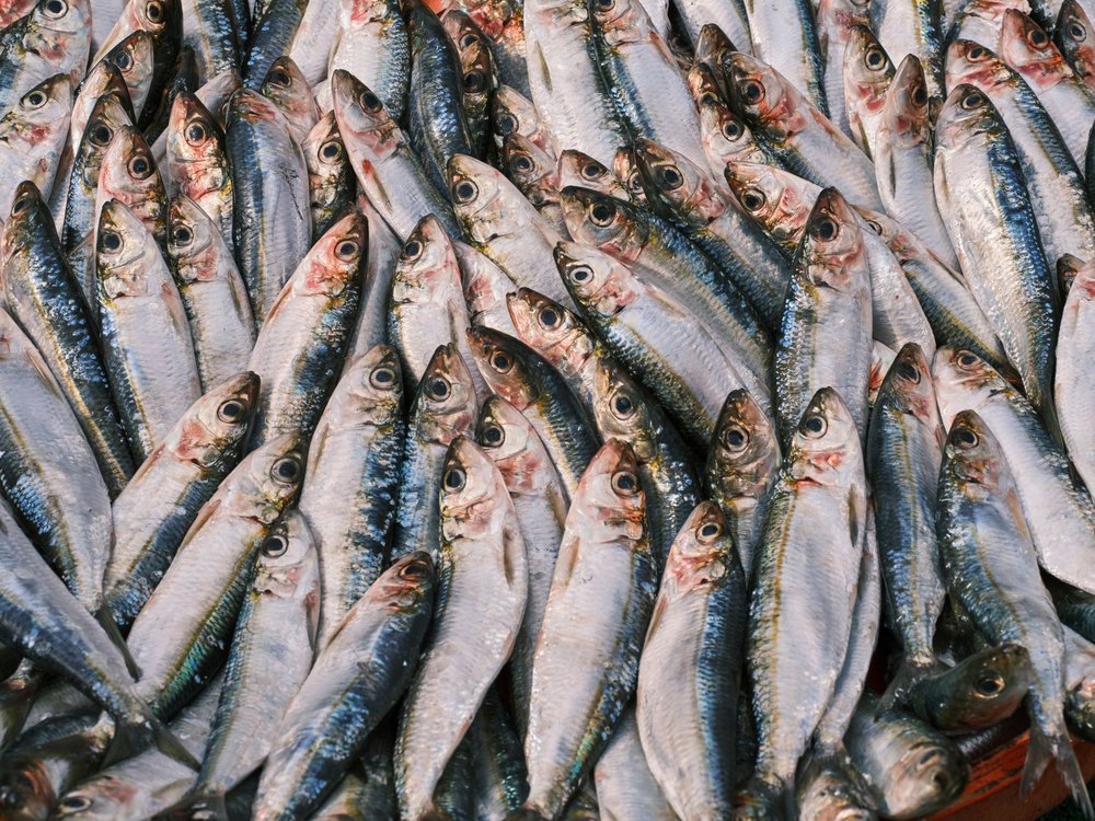 イワシ・サバなどの青魚