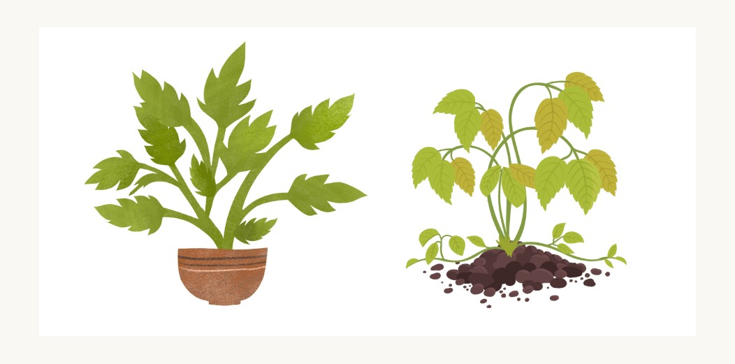 元気な植物と、弱ってしまった植物